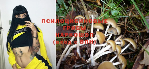 шишки Арсеньев