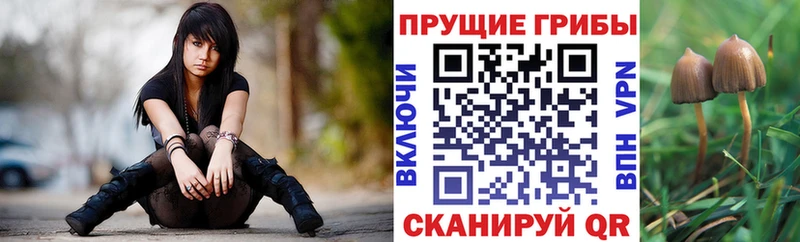 дарнет шоп  Долинск  OMG зеркало  Псилоцибиновые грибы Psilocybe 